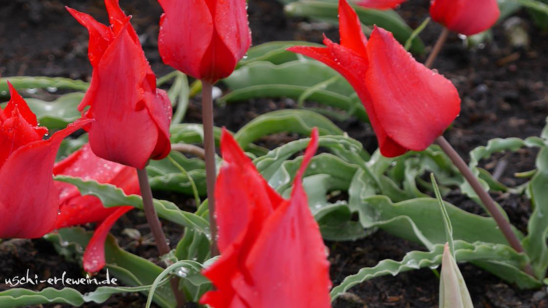 Artikelfoto: Erzählerin im Tulpenfieber - Auf in die Geschichten der Tulpe!